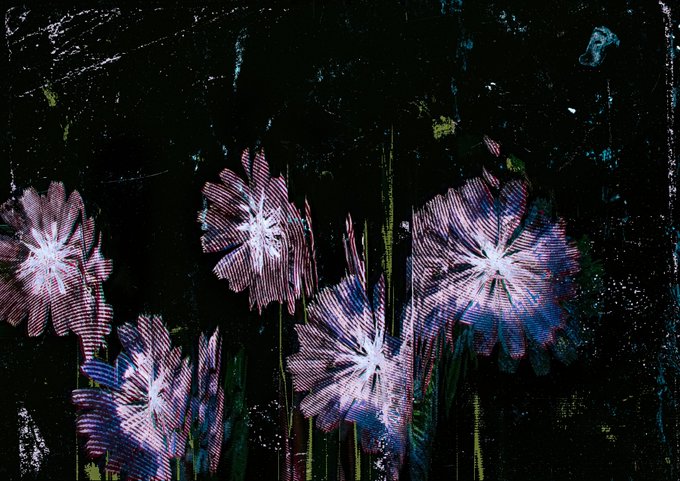 A dark, textured canvas featuring stylized pink and white flowers with striated petals blooming against a black background, visually echoing the resilient floral theme of "Fleurs de guerre" by MissMojoArt.