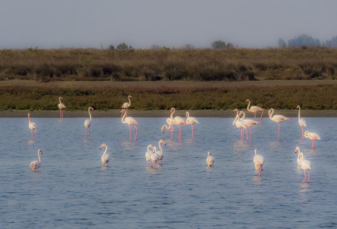 A flock of pink flamingos wade through shallow coastal waters with grassy marshland in the background. The serene wildlife scene complements the post's promotion of a "Flamingo Group" NFT artwork on the Tezos blockchain marketplace, evoking the natural inspiration behind the piece.