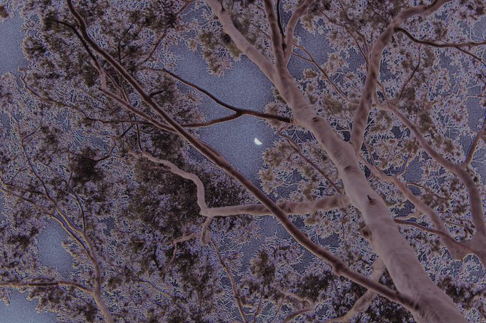 An upward view through snow-covered tree branches toward a dark blue twilight sky, with a small crescent moon visible.