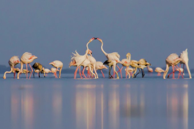 A serene scene of pink flamingos wading in shallow water, with two in the center forming a heart shape with their curved necks, set against a blue sky.