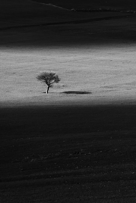 A black-and-white photograph of a solitary tree standing on a strip of sunlit ground surrounded by dark, shadowed terrain.