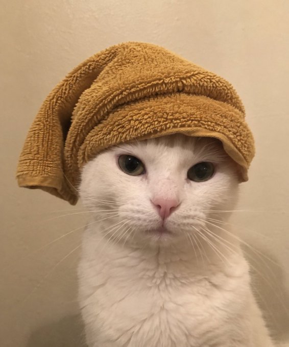 A white cat with a brown towel wrapped on its head like a turban, staring at the camera.