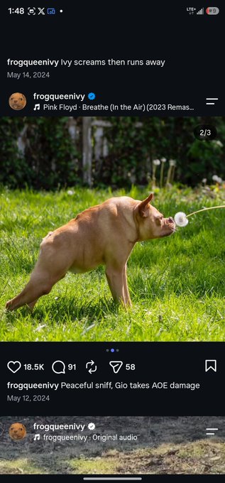A screenshot of a social media app showing a post captioned 'frogqueenivy Ivy screams then runs away' from May 14, 2024, featuring a small brown dog that appears to be reacting to something, with 18.5K likes.
