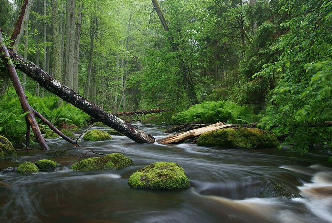 A serene forest stream flows over moss-covered rocks beneath a fallen tree, surrounded by lush green foliage and tall trees.