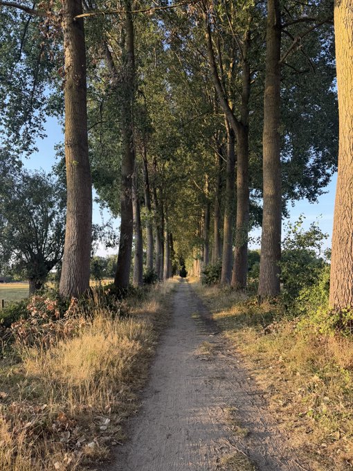 A serene tree-lined dirt path stretches into the distance, flanked by tall, leafy trees bathed in warm golden sunlight—perfect for a peaceful weekend stroll with friends.