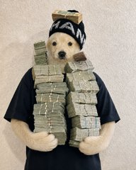 A small white dog wearing a black beanie and black t-shirt is holding multiple stacks of bundled US dollar bills in its paws.