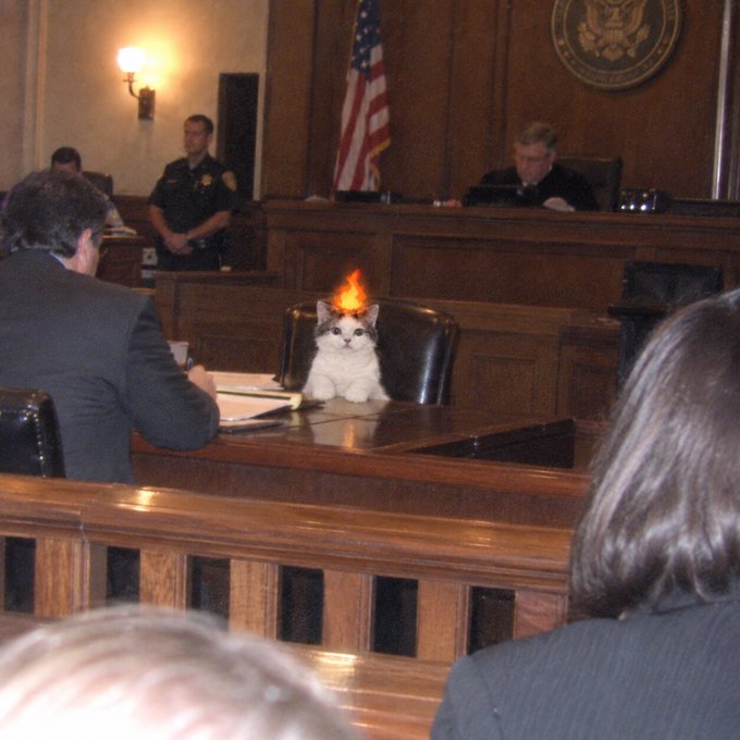 A humorous edited photo of a courtroom scene where a white and gray cat sits in the witness chair with a flame edited above its head, with police officers and a judge visible in the background.