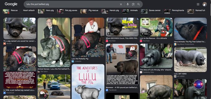 Google image search results for 'lulu the pot bellied pig' displaying numerous photos of the famous pot-bellied pig in various settings.