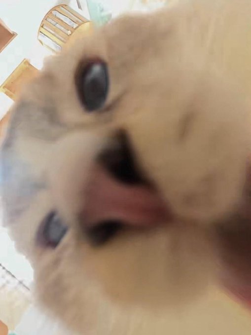 A close-up, slightly blurry selfie of a fluffy light-colored cat with large dark eyes and its pink tongue sticking out, with a wooden chair and tiled floor visible in the background.