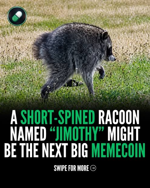 A crypto news/meme graphic showing a raccoon walking through grass with text reading 'A SHORT-SPINED RACOON NAMED "JIMOTHY" MIGHT BE THE NEXT BIG MEMECOIN' and a 'SWIPE FOR MORE' prompt.