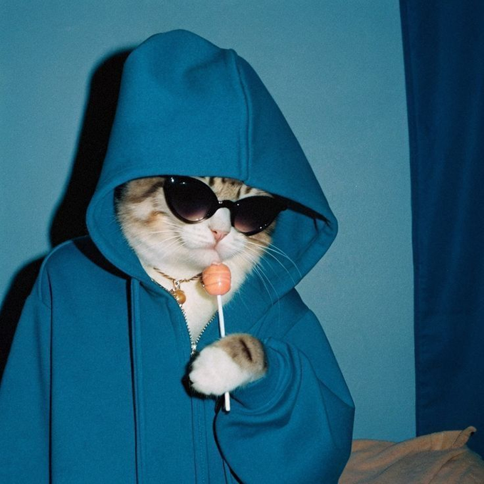 A cat wearing sunglasses and a teal hoodie holds a lollipop in a stylish, nighttime pose, perfectly capturing the "good night, mutuals" vibe of a laid-back evening check-in.