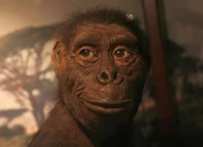 A close-up image of an early hominid or primate model/reconstruction with prominent facial features and a contemplative expression.