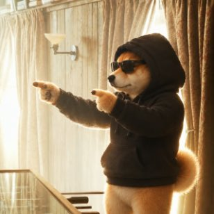 A Shiba Inu dog wearing sunglasses and a black hoodie points playfully in a sunlit room.