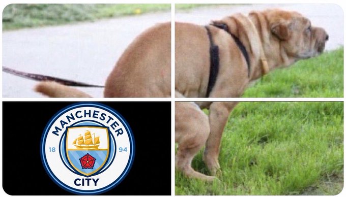 A brown dog wearing a harness stands on grass next to a paved path, shown alongside the Manchester City Football Club crest displaying "1894."