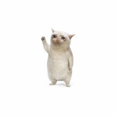 A small, fluffy white kitten stands on its hind legs against a plain white background, playfully raising one front paw.