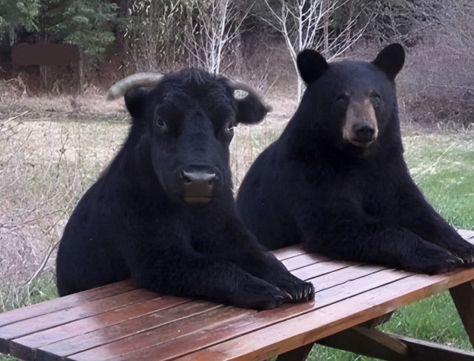 iced coffee and a black bear sit on a wooden picnic table, with the bear's head resting on the table and the bear's front paws on the ground.