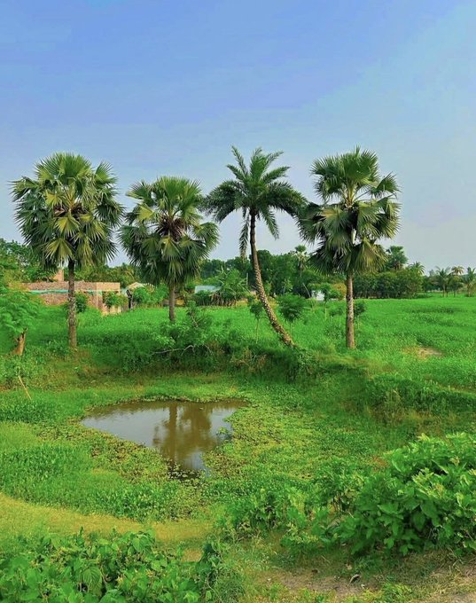 The image features a beautiful landscape with three tall palm trees standing in a field of green grass. There are also two small ponds located within the scene, adding to the serene atmosphere. The photo appears to be taken during the day under a clear blue sky, creating a picturesque view that captures the essence of nature and tranquility.