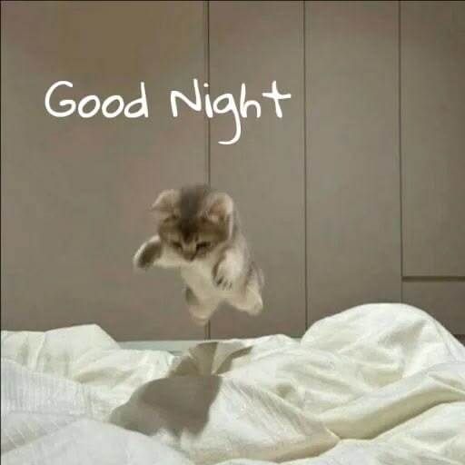 A small fluffy kitten is captured mid-air jumping onto a white blanket on a bed, with the handwritten text 'Good Night' above it.