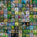 A fragmented grid of small, colorful image tiles, many distorted or obscured in a glitch-like pattern.