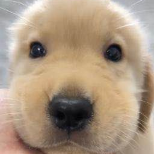 A close-up of an adorable golden retriever puppy's face, with its big dark eyes and black nose filling the frame, perfectly capturing the pure, heartwarming innocence the post is associating with the wholesome sentiment.