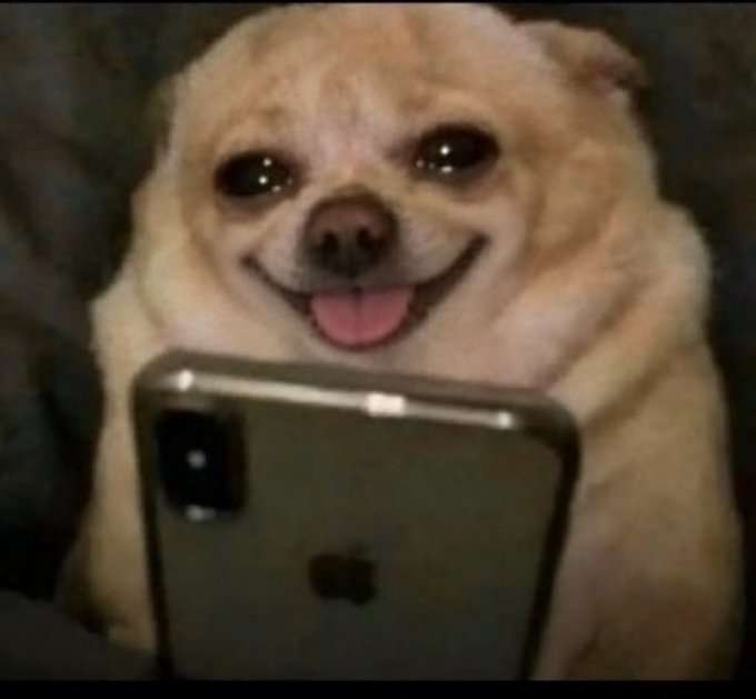A close-up photo of a smiling tan Chihuahua holding a smartphone in front of its face.