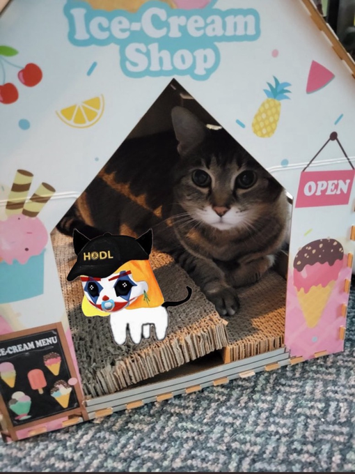 A tabby cat peeking out from a cardboard 'Ice-Cream Shop' playhouse decorated with ice cream graphics, an 'OPEN' sign, and a small character wearing a 'HODL' hat.