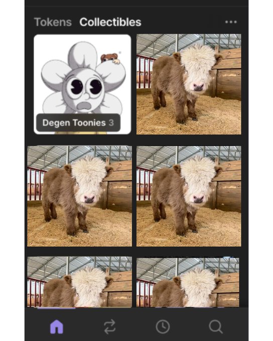 A mobile app interface displays a "Tokens" and "Collectibles" tab, featuring a grid dominated by repeated images of a shaggy brown and white cow in a barn, with one tile showing a "Degen Toonies 3" cartoon NFT. The humorous caption "Our Solana wallets in 2027..." jokes that the wallet will be overflowing with low-value memecoin collectibles and repetitive cow images, highlighting the speculative and meme-driven nature of future Solana NFT holdings.
