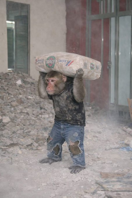 A humorous edited image of a monkey wearing tattered jeans and a shirt, carrying a large heavy sack labeled 'CONCRETE' on its shoulders amid rubble.