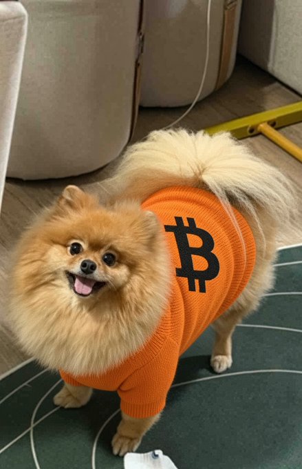 A small, fluffy tan Pomeranian dog wearing an orange sweater with the Bitcoin (₿) symbol on it, standing on a green mat.