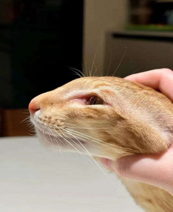 A close-up shows an orange tabby cat being held by a person's hand, with the cat looking off to the side, showing its whiskers and profile.