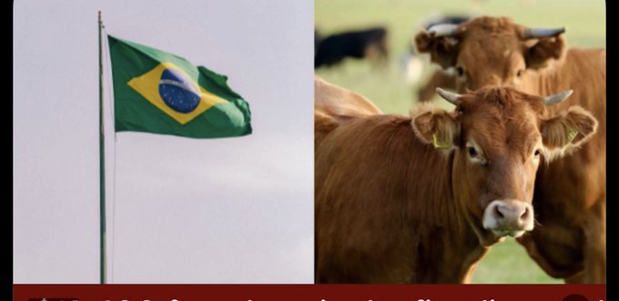 The image shows the Brazilian flag on the left and brown dairy cows on the right, illustrating the concept of tokenized cattle in Brazil. It visually represents the accompanying post about ten dairy cows in Paraná being the first tokenized livestock used as collateral for a loan of approximately $19,400 on B3, Brazil's stock exchange.