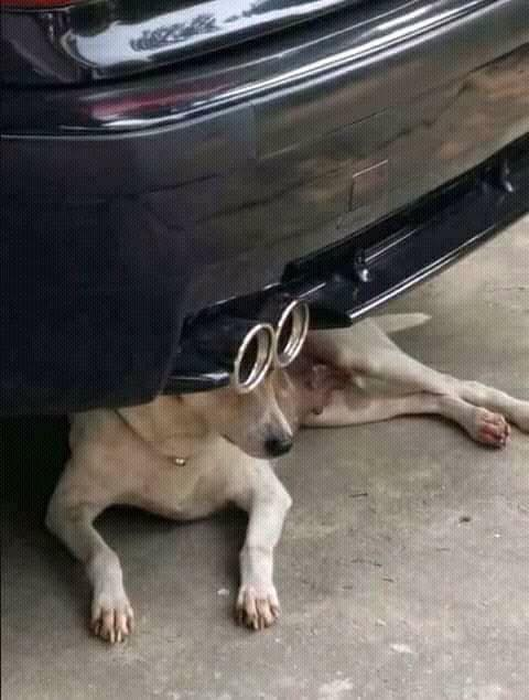 A light-colored dog lies on concrete pavement underneath the rear bumper of a black car, with dual exhaust pipes positioned directly above the dog.