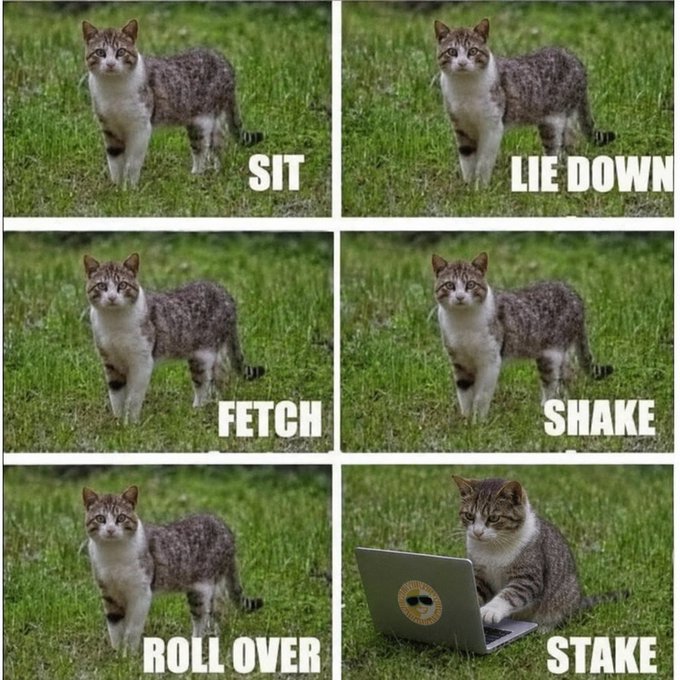 A humorous meme showing a cat in various poses labeled 'SIT', 'LIE DOWN', 'FETCH', 'SHAKE', 'ROLL OVER', and 'STAKE', with the last panel showing the cat using a laptop.