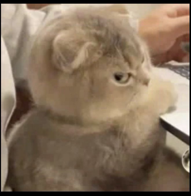 A fluffy gray and white cat sitting with a serious expression, with a person's hands visible working in the background.