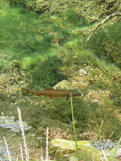 A photograph of a fish swimming underwater among green aquatic vegetation.
