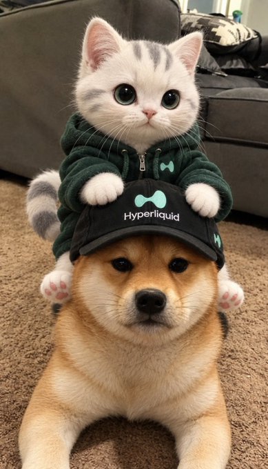 An adorable scene featuring a white and grey tabby kitten in a green hoodie riding on the back of a Shiba Inu dog wearing a black "Hyperliquid" cap.