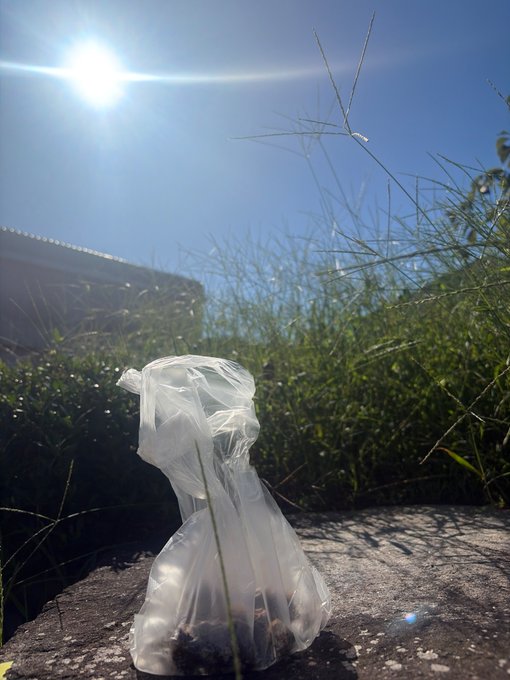 A plastic bag containing some debris sits on a concrete ledge, backlit by a bright sun shining through tall grass against a clear blue sky.