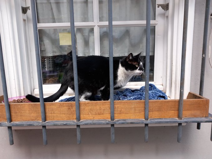 A black and white tuxedo cat stands on a wooden window planter box with blue fabric, peering through vertical bars, with a food bowl visible to the left—showcasing Boba the cat enjoying his perch on day 1277 of his friends' updates.