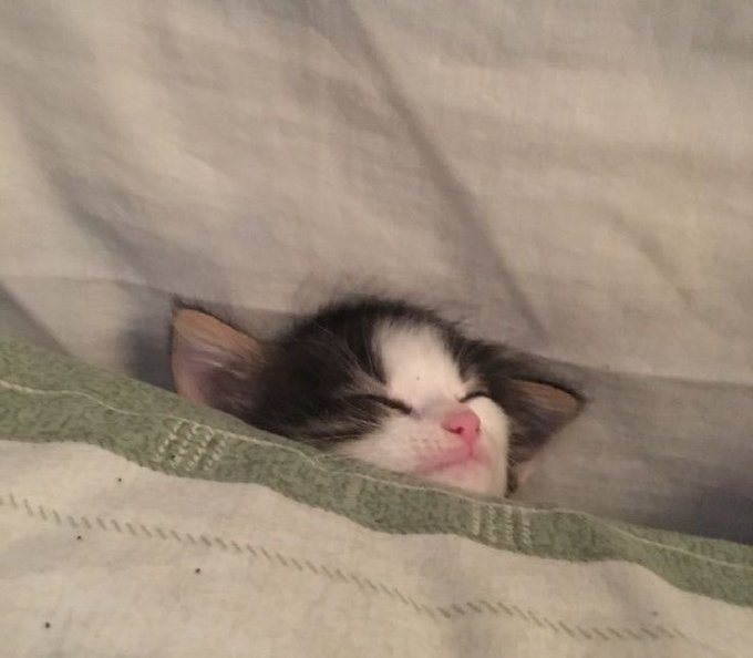 A tiny black and white kitten sleeps peacefully tucked under a cozy green and cream blanket, with only its peaceful face peeking out—a cuddly "good night" image perfect for wishing "GN Fams."