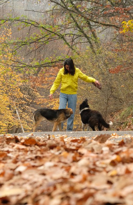 A woman in a bright yellow sweater and blue jeans walks with two dogs (one German Shepherd-like and one black and white) on a path covered in autumn leaves surrounded by trees.