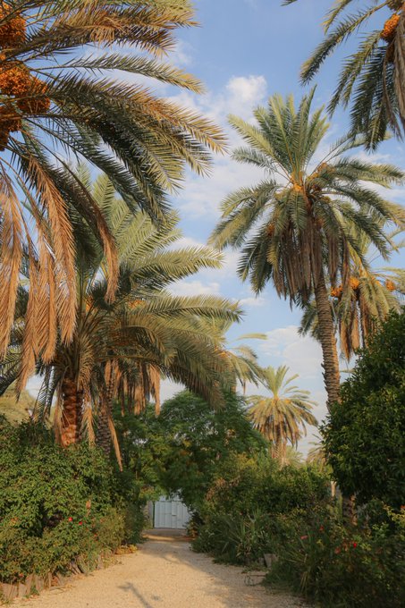 A sunny outdoor path flanked by tall palm trees and green bushes, leading toward a white gate under a blue sky with scattered clouds.