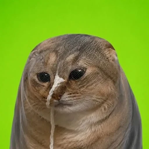 A fluffy cat wrapped tightly in a blanket, appearing sad with what looks like a string or drool hanging from its nose, set against a bright green background—perfectly matching the meme's concept of a "wrapped" animal, playing on the "Wrapped Dog" viral trend in the crypto meme community.
