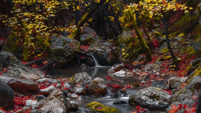 A vibrant autumn forest landscape featuring a small stream flowing over rocks, surrounded by trees with yellow leaves and fallen red foliage.