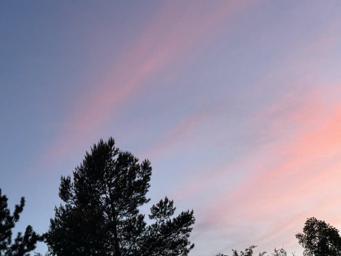 A photograph of a twilight sky showing soft pink and blue hues with the dark silhouette of pine treetops in the foreground.