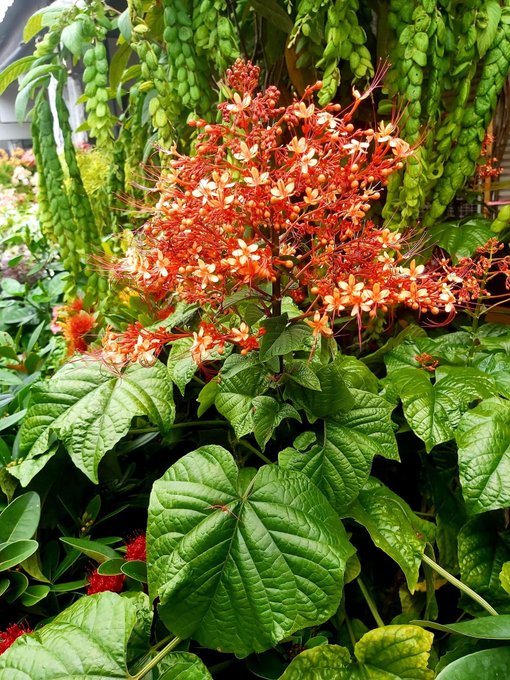 A lush tropical plant features a cluster of bright orange-red star-shaped flowers surrounded by large, glossy green leaves.