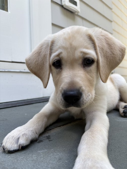 An adorable cream-colored Labrador puppy rests peacefully on a porch, gazing up at the camera with soft, soulful eyes. The cute dog perfectly embodies the friendly, approachable tone of @sqda's post about sharing his journey into Bitcoin and blockchain while maintaining traditional roots.