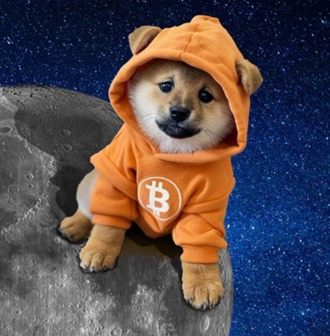 A Shiba Inu puppy wearing an orange hoodie featuring the Bitcoin "₿" logo, posed on the moon against a starry space backdrop. The image ties into the post's bullish sentiment on $DOG by combining Bitcoin's iconic orange branding with a Shiba Inu mascot and the lunar imagery, symbolizing "to the moon" crypto optimism and the potential for memecoin growth.