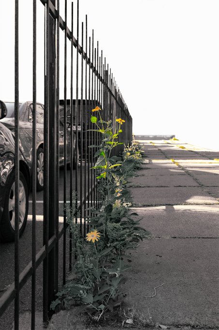 Yellow wildflowers and green weeds grow through cracks along a tall black metal fence, with parked cars visible on the other side.