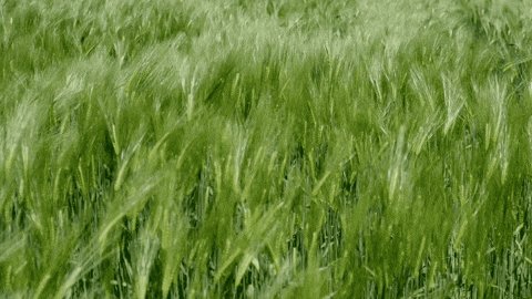 The image shows a close-up view of tall, green grass swaying gently in the breeze. The background appears to be a light gray color, providing a contrast that makes the vibrant green of the grass stand out even more. The focus is on the movement and texture of the grass, creating an interesting visual effect.