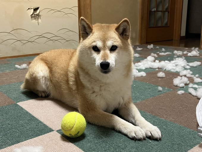 A proud Shiba Inu lies on a checkered rug surrounded by torn-up stuffing from a destroyed plush toy, with its intact yellow tennis ball placed neatly in front of it—a classic case of "the toy, not the evidence."